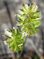 Koeleria vallesiana