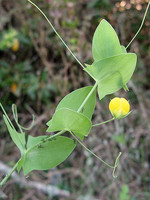 Lathyrus aphaca