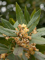 Laurus nobilis