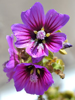 Lavatera arborea