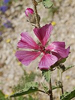 Lavatera olbia