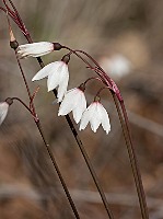 Leucojum autumnale