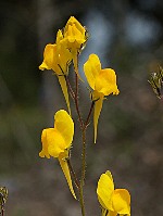 Linaria spartea