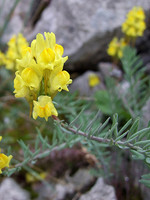 Linaria supina