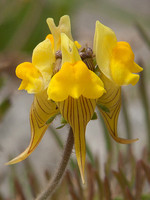 Linaria supina