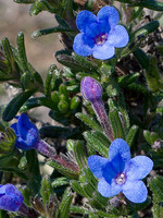 Lithodora prostrata