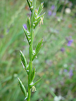 Lolium perenne