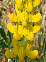 Lupinus luteus