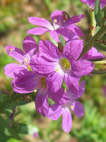 Lythrum junceum