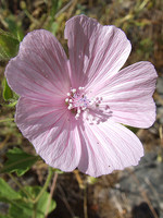 Malva hispanica