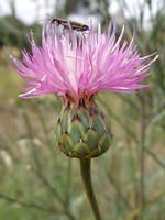 Mantisalca salmantica