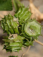 Medicago italica