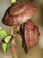 Medicago orbicularis