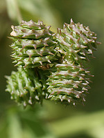 Medicago polymorpha