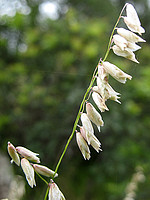 Melica minuta