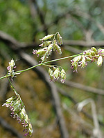 Melica minuta