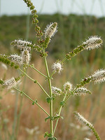Mentha suaveolens