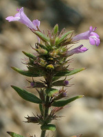 Micromeria graeca