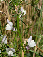 Misopates calycinum