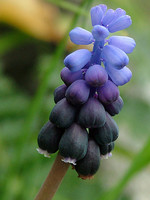 Muscari neglectum