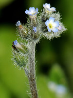Myosotis ramosissima