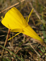 Narcissus bulbocodium