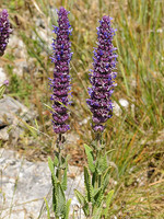Nepeta tuberosa