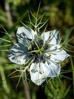 Nigella damascena