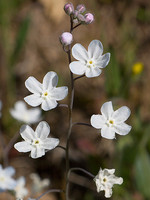 Omphalodes linifolia