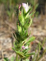 Ononis broteriana
