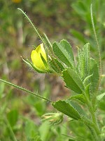 Ononis viscosa