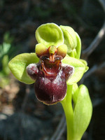 Ophrys bombyliflora