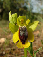 Ophrys lutea
