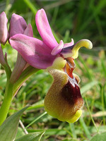 Ophrys tenthredinifera