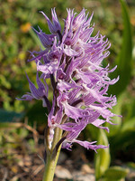 Orchis italica