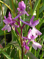 Orchis mascula