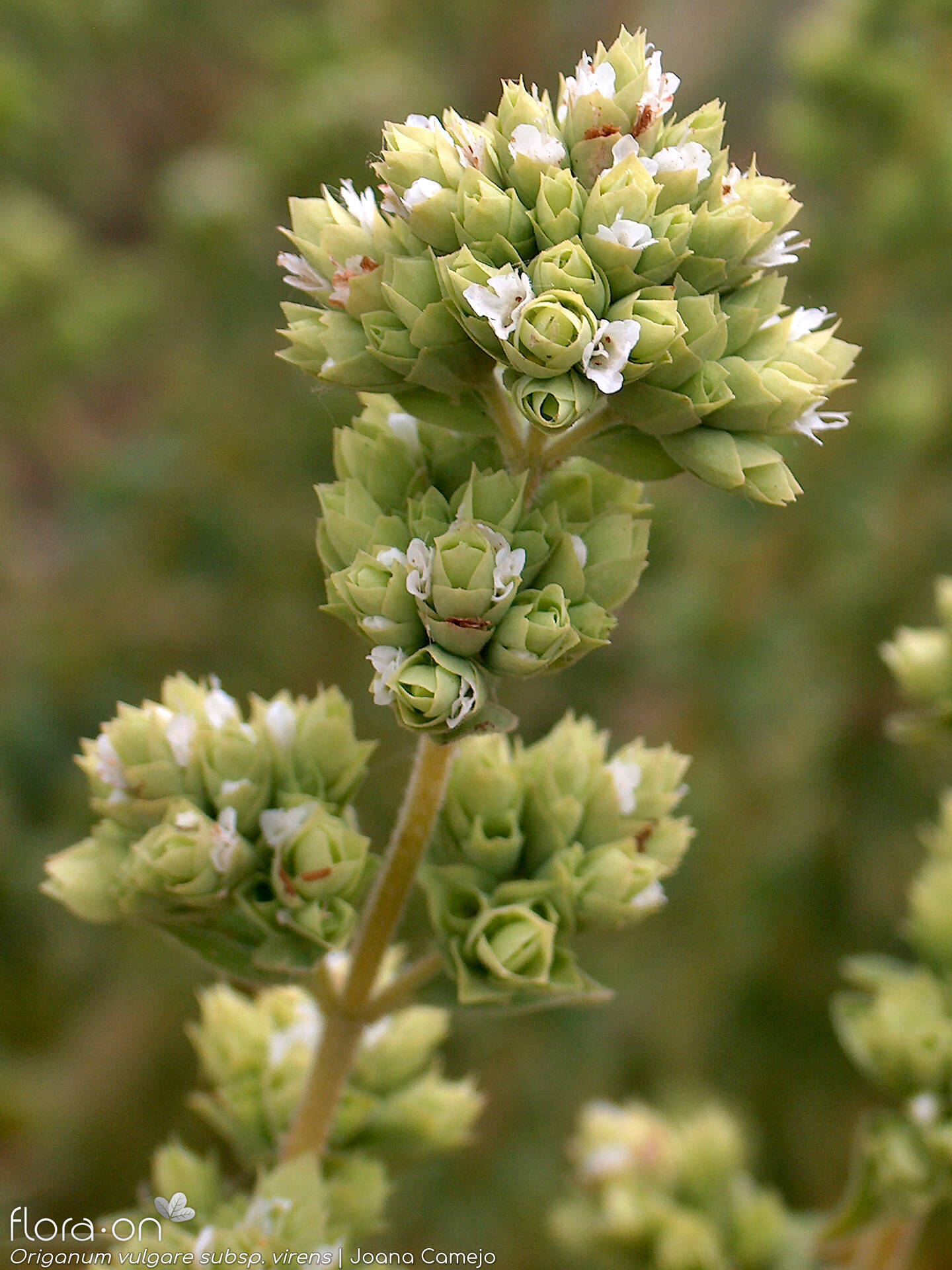 Origanum vulgare