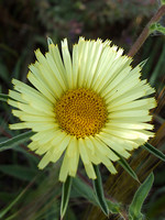 Pallenis spinosa