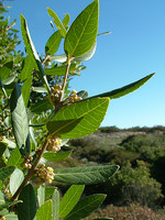 Phillyrea latifolia