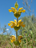 Phlomis lychnitis