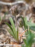 Plantago bellardii