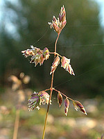 Poa bulbosa