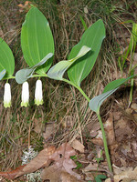 Polygonatum odoratum