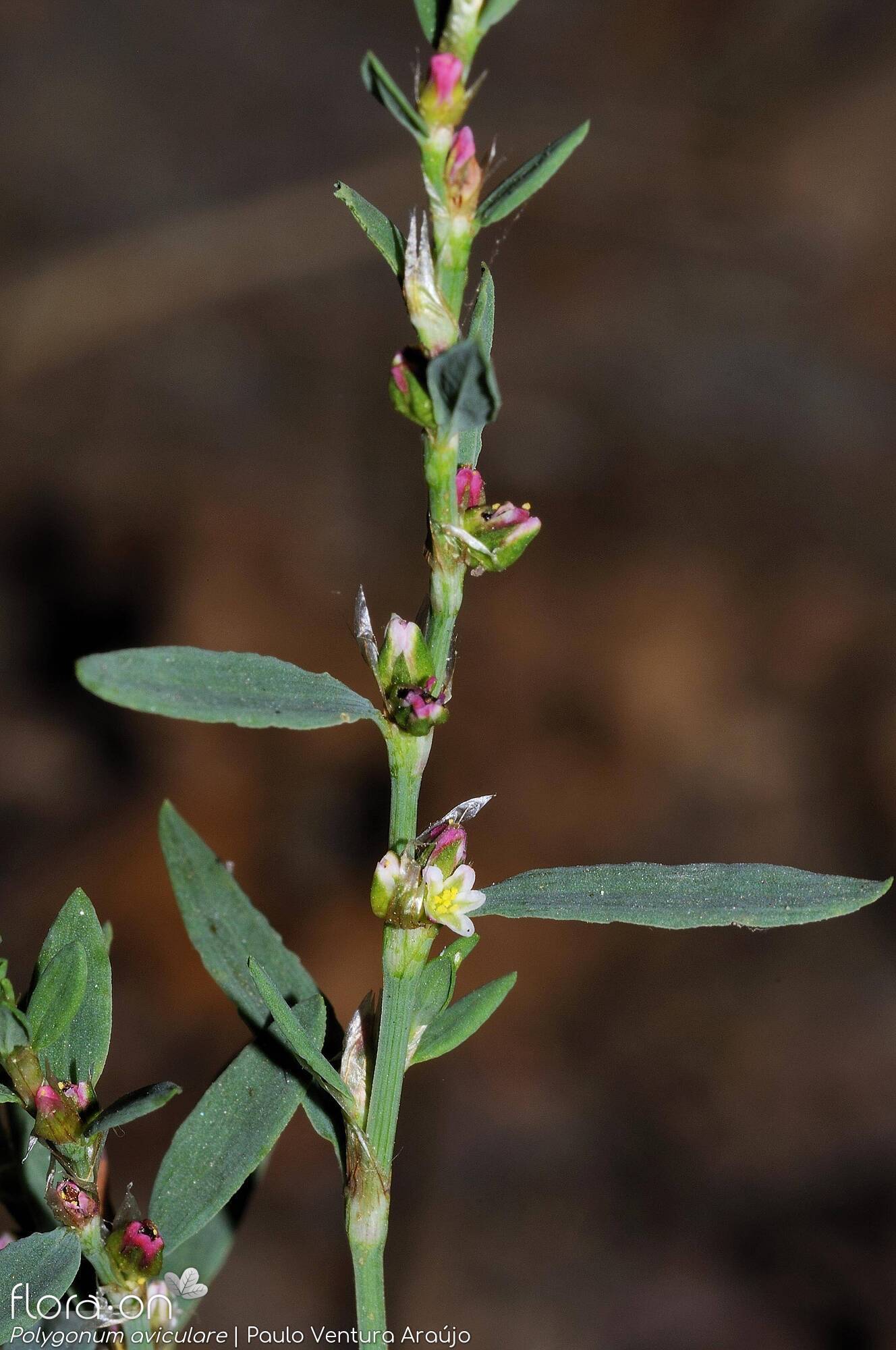 Polygonum aviculare