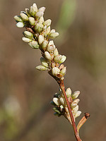 Polygonum persicaria