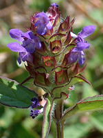 Prunella vulgaris
