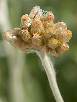 Pseudognaphalium luteo-album