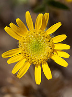 Pulicaria paludosa