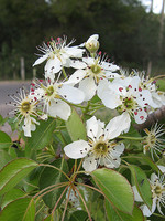 Pyrus bourgaeana