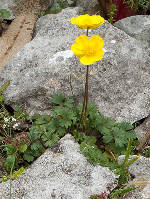 Ranunculus ollissiponensis